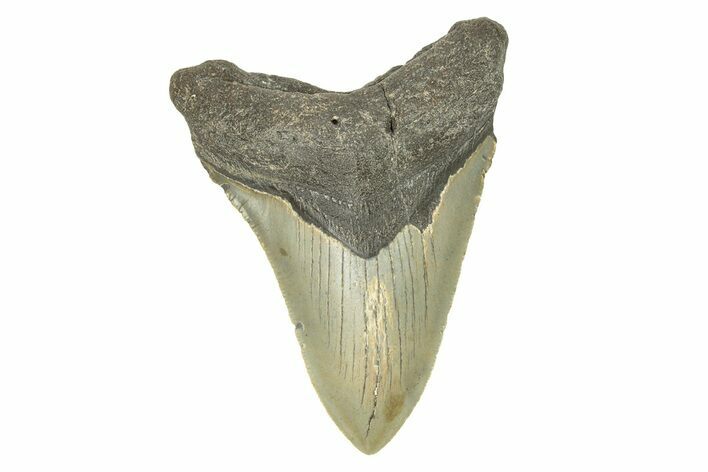 Serrated, Fossil Megalodon Tooth - North Carolina #272812